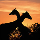 Africa