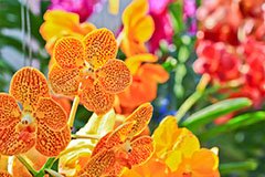 RHS Chelsea Flower Show 2017 by Coach