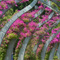 SouthBank Arbor, Brisbane