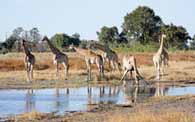 Holidays to Africa