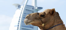 Middle East & Dubai Cruises