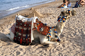 Red Sea Holidays
