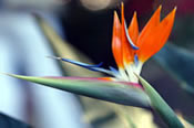 Click to find out more about Playa de las Americas