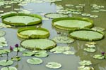 Amazonian lillies