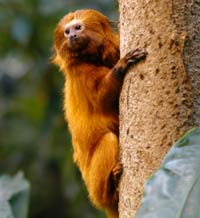 Golden lion tamarin