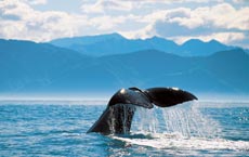 Whale's tail sticking out of the sea