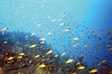 Fish swimming in the Red Sea