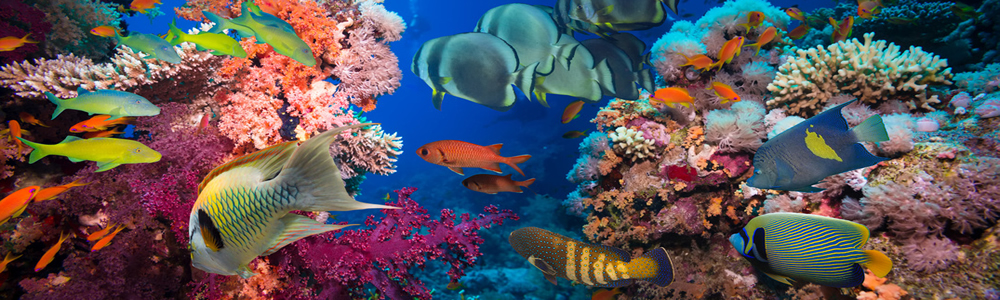 Egypt - Red Sea