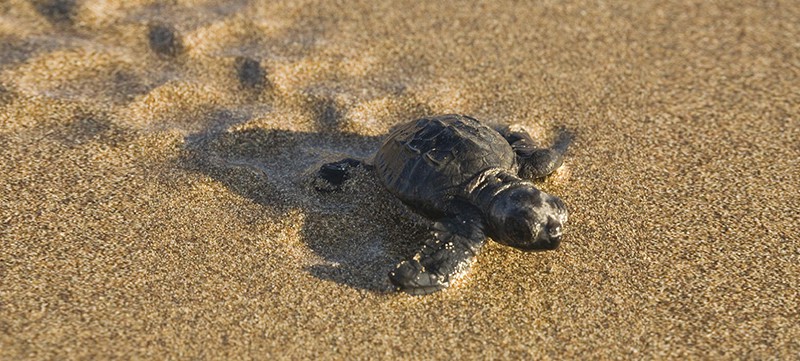 The Lara Bay Turtle Conservation Station